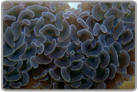 Green Wall Hammer Coral